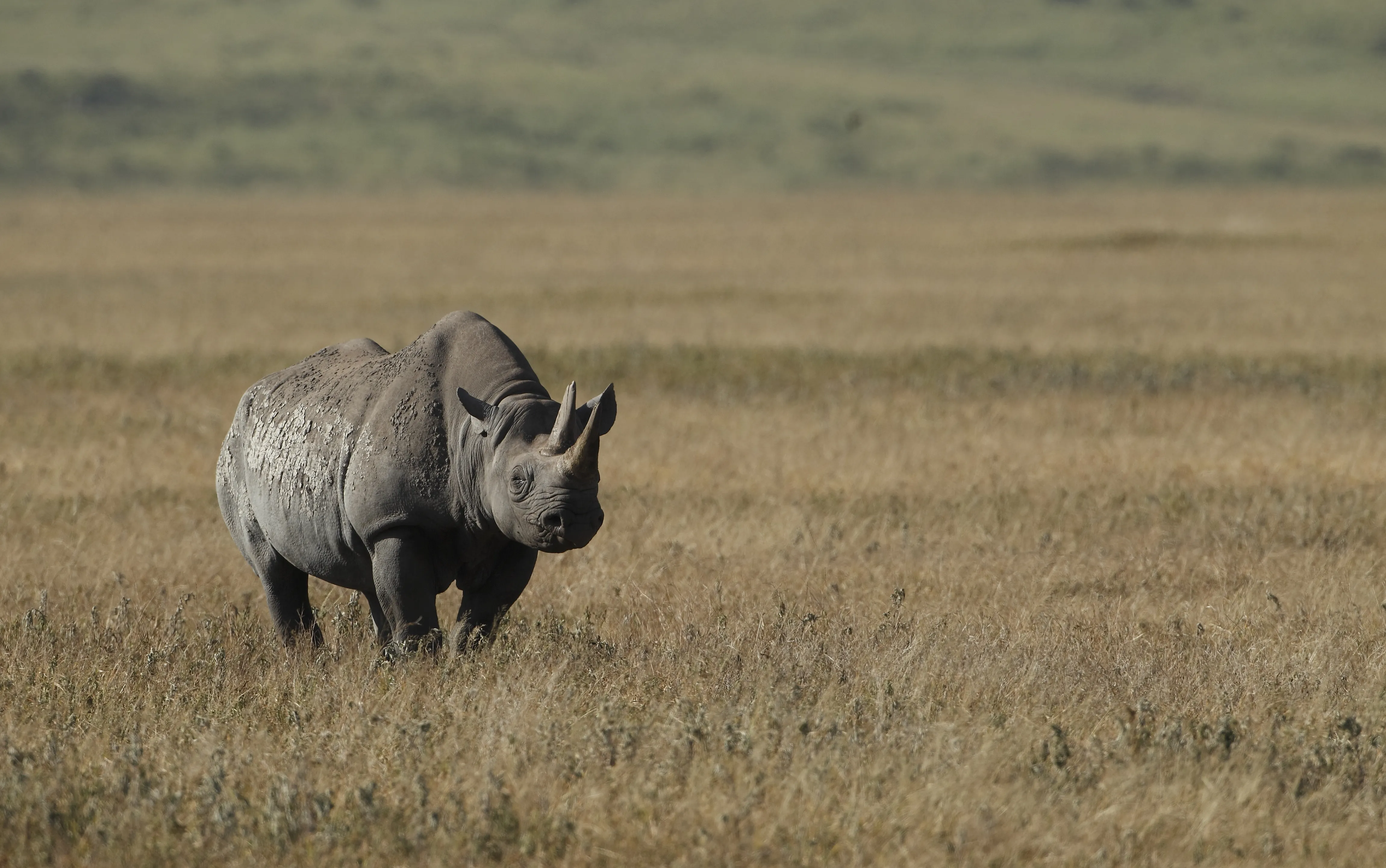 Tanzania safari landscape